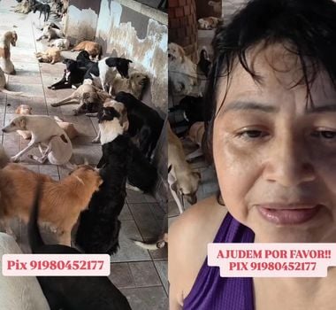 Imagem - Protetora de animais precisa de ajuda para manter abrigo de resgatados em Ananindeua; saiba como ajudar