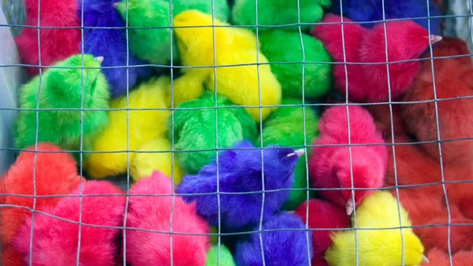 Pintinhos coloridos artificialmente são vendidos por R$ 10 em feira livre no Agreste pernambucano