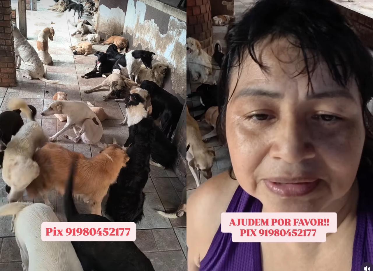 Imagem - Protetora de animais precisa de ajuda para manter abrigo de resgatados em Ananindeua; saiba como ajudar