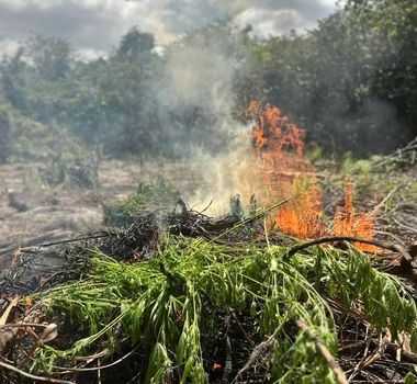Imagem - Cerca de 3 mil pés de maconha são destruídos pela PF em área rural no Pará