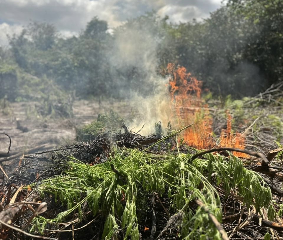 Cerca de 3 mil pés de maconha são destruídos pela PF em área rural no Pará