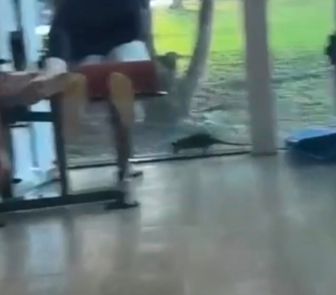 Imagem - Mucura invade academia em condomínio de luxo em Belém e assusta moradores