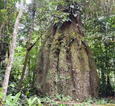 Imagem - Amazonas ganha quatro reservas de desenvolvimento sustentável