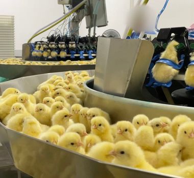 Imagem - Investigação revela trituração em massa de pintinhos em uma indústria de ovos no Sul