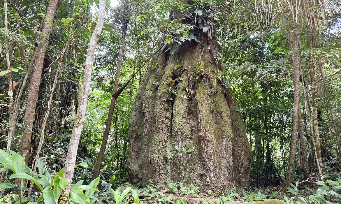 Imagem - Amazonas ganha quatro reservas de desenvolvimento sustentável