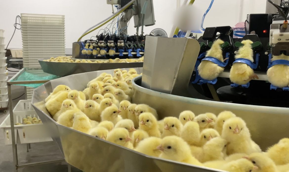 Investigação realizada pela organização Mercy For Animals (MFA) expôs a prática de descarte e trituração sistemática de pintinhos machos recém-nascidos.