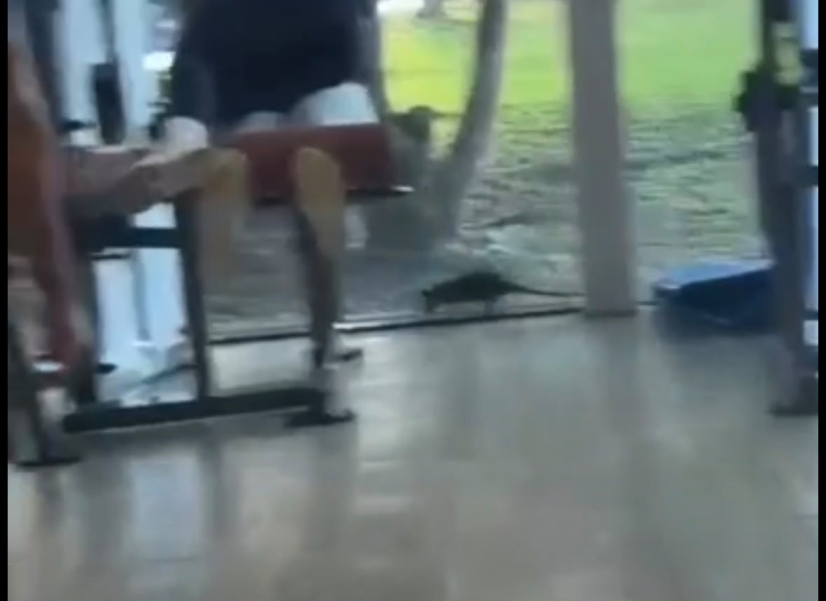 Mucura invade academia em condomínio de luxo em Belém e assusta moradores
