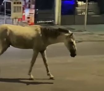 Imagem - Cavalos são flagrados circulando desorientados pelas ruas do Jurunas, em Belém