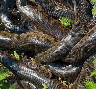Imagem - Turistas encontram “bolo de sucuris” durante pescaria em rio de Mato Grosso do Sul