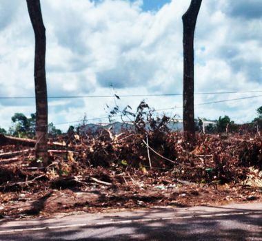 Imagem - Leia sobre desmatamento na estrada de Mosqueiro, roda de samba na praça e criação de mais áreas verdes