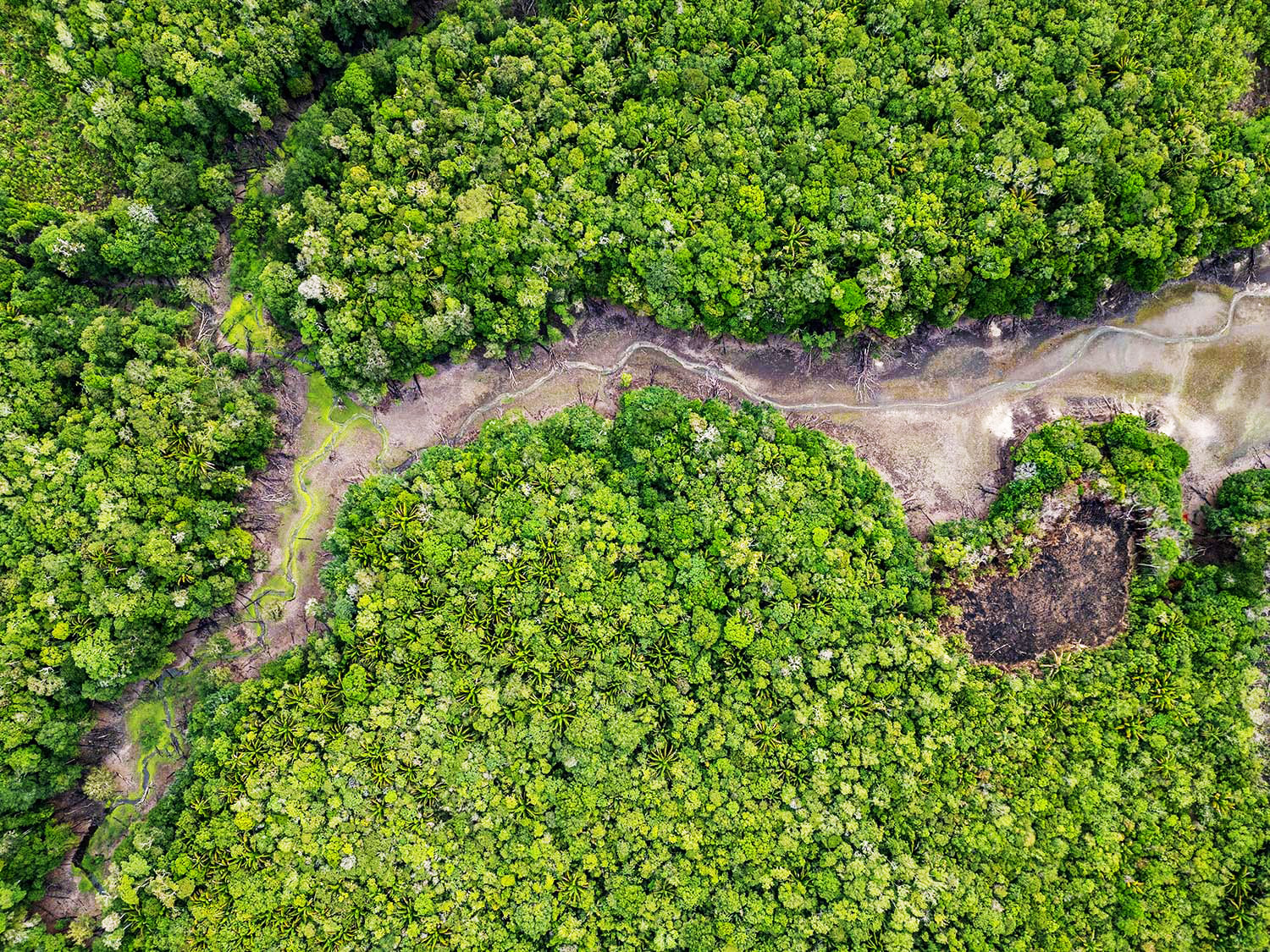 Temperatura na Amazônia sobe com os efeitos do desmatamento
