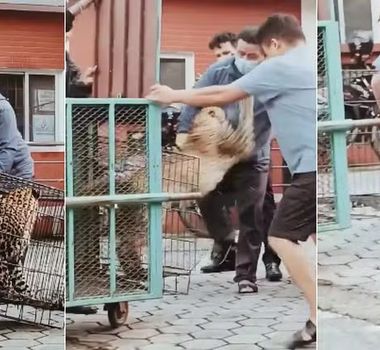 Imagem - Leopardo escapa de jaula e ataca agente florestal durante resgate no Nepal