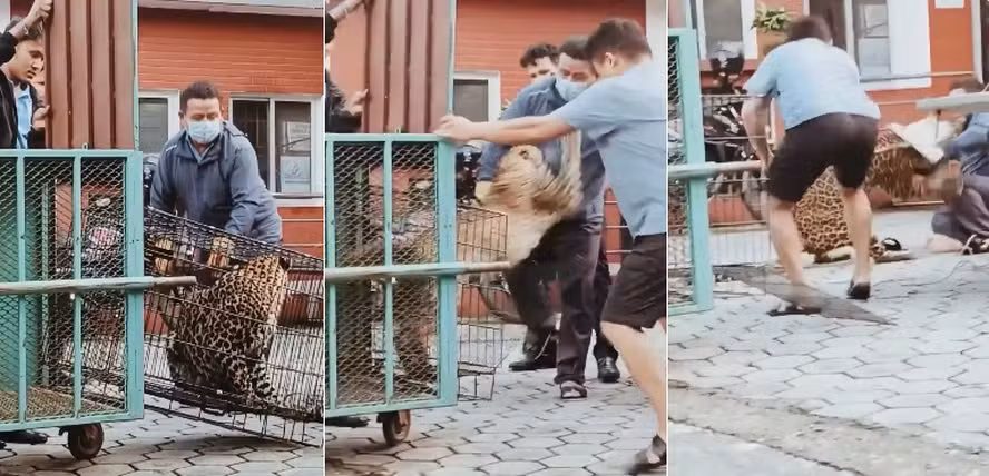 Imagem - Leopardo escapa de jaula e ataca agente florestal durante resgate no Nepal