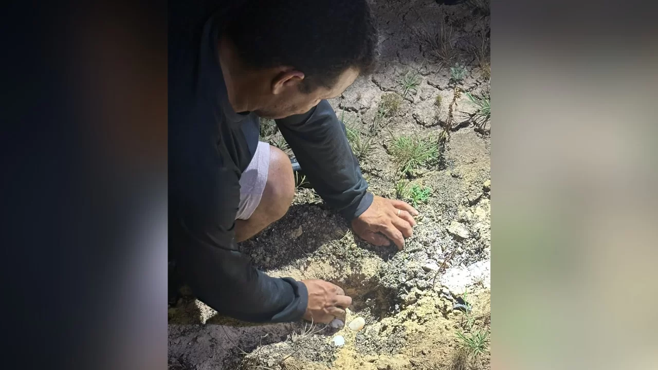 O trabalho teve como foco a proteção do período de desova de tartarugas e tracajás