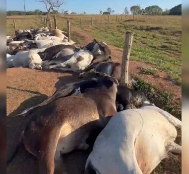 Imagem - Fazendeiro tem prejuízo de R$ 223 mil após 62 bois morrerem eletrocutados em Água Limpa (GO)