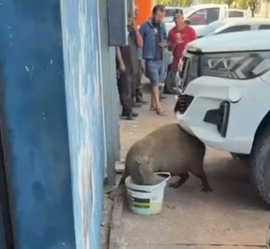 Imagem - Capivara é resgatada pela Polícia Ambiental após aparecer nas ruas de Santarém