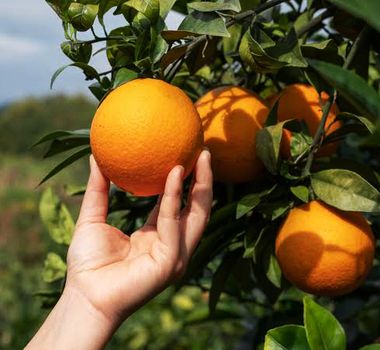 Imagem - Conab faz nova oferta de apoio ao escoamento da laranja no Pará
