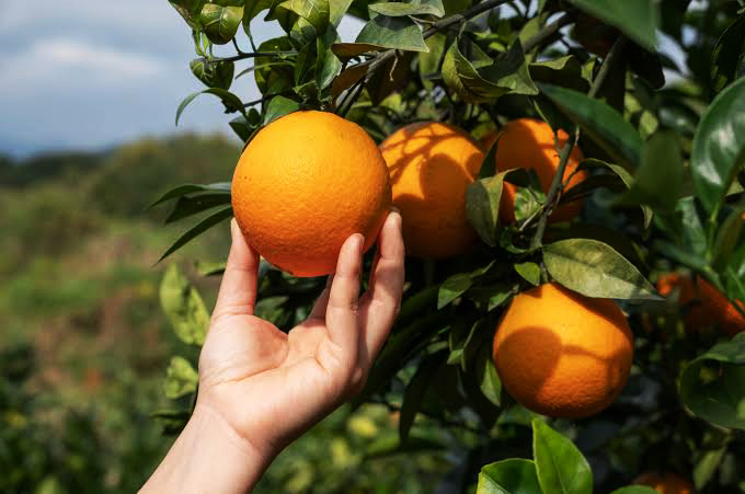 Pl,antio de laranja ganha apoio para escoar a produção, no Pará