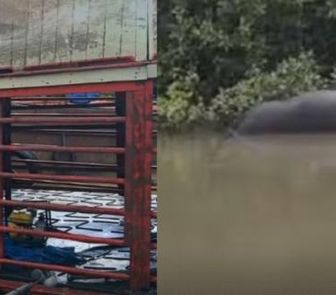 Imagem - Operação retira balsa naufragada com cerca de 60 animais no Marajó