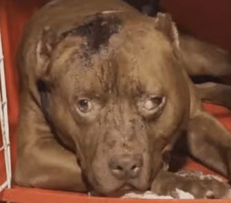 Imagem - Ataque de pitbull mata menina de 3 anos na zona oeste do Rio