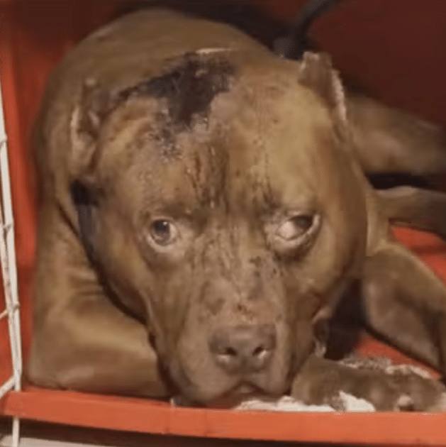 O cão pertencia ao companheiro da avó da vítima