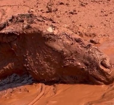 Imagem - Égua é resgatada após passar 24 horas soterrada em Itapevi, mas não resiste
