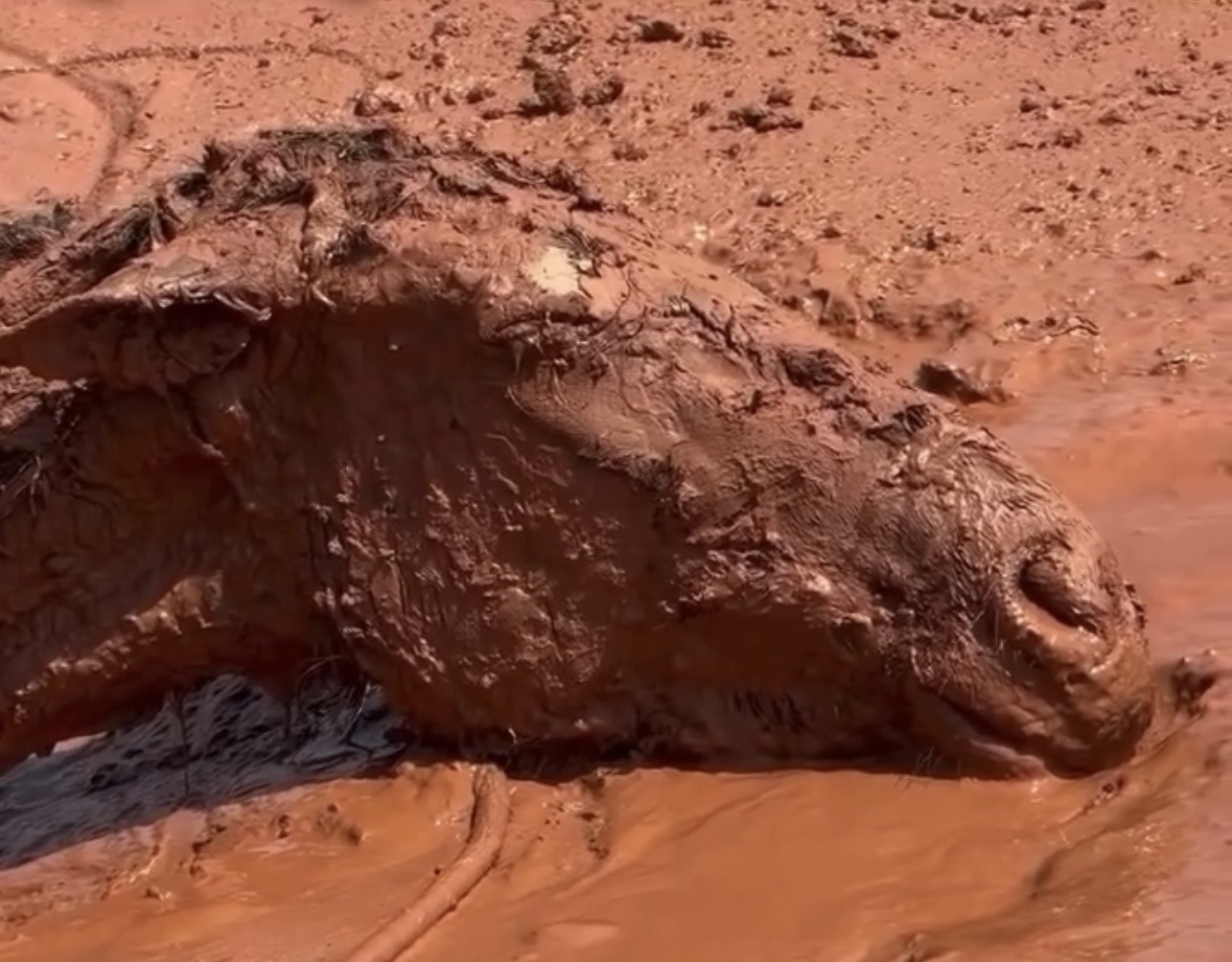 Égua resgatada da Lama - 