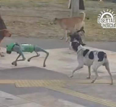 Imagem - Cão-robô assusta cachorros durante passeio em Fortaleza
