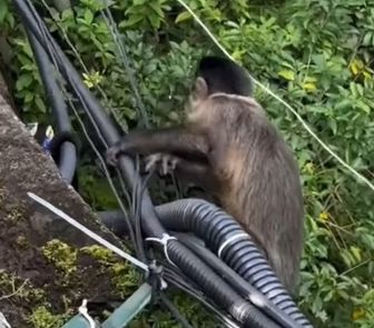 Imagem - Macaco interrompe gravação de turista e rouba sacola no Cristo Redentor