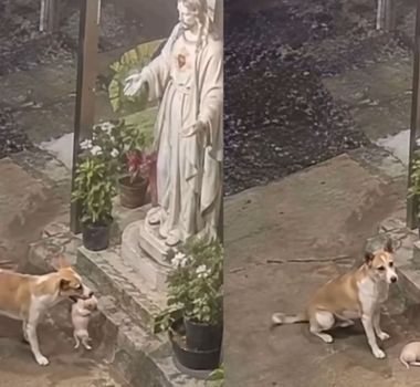 Imagem - Cadela carrega filhote até estátua de Jesus Cristo e vídeo comove as redes sociais