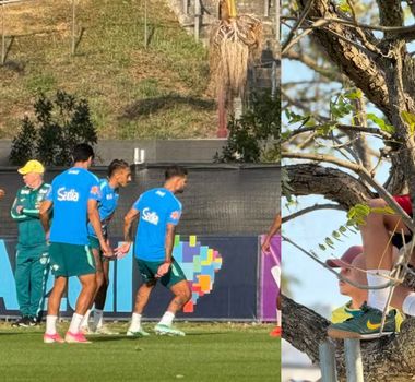 Imagem - Torcedores sobem em árvores para acompanhar primeiro treino da Seleção na Austrália
