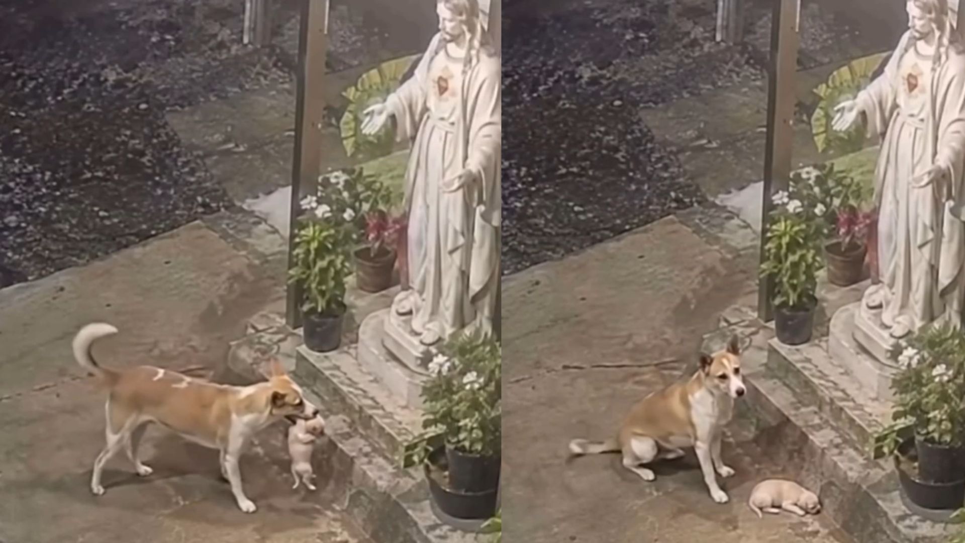 Cadela carrega filhote até estátua de Jesus Cristo e vídeo comove as redes sociais