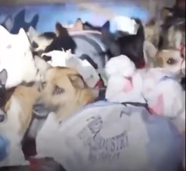 Imagem - Imagens de cães resgatados de abatedouro ilegal na Indonésia viraliza e emociona internautas