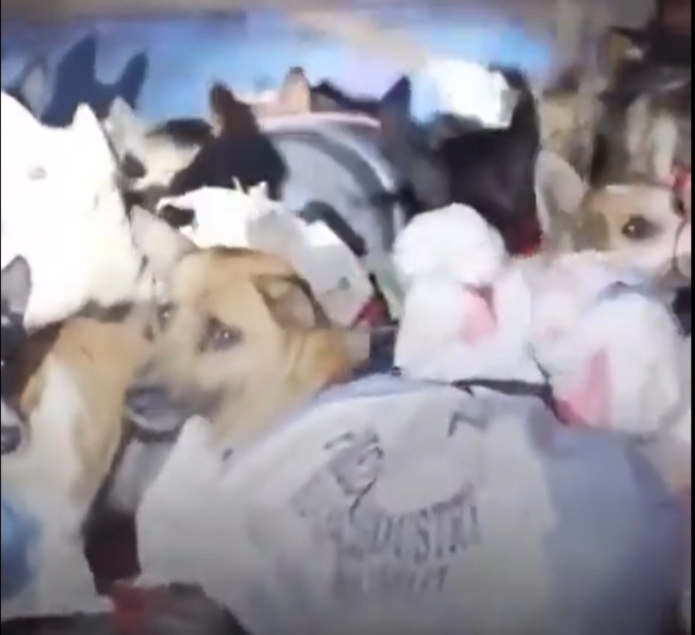 Imagem - Imagens de cães resgatados de abatedouro ilegal na Indonésia viraliza e emociona internautas