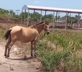 Imagem - Moradores denunciam cavalo amarrado e exposto ao sol em Itaituba