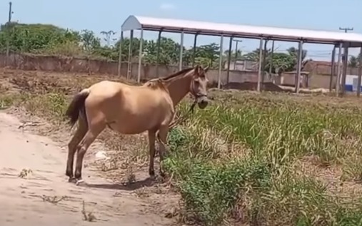 (Segundo relatos, o animal permanece exposto ao sol durante boa parte do dia e sem acesso aparente a água e alimentação.)