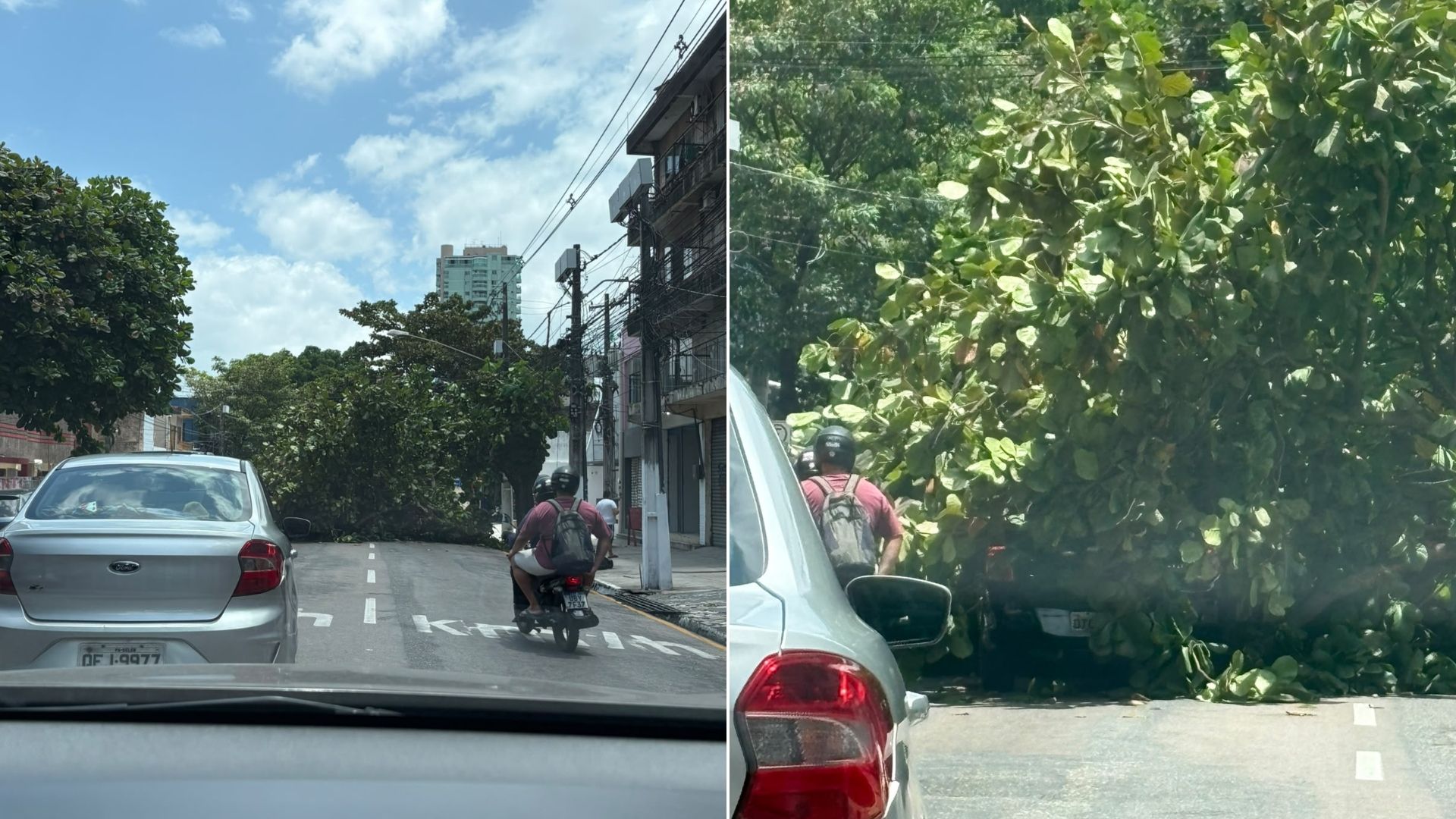 Árvore caiu no início da tarde desta quinta-feira (1º), na Avenida Alcindo Cacela.