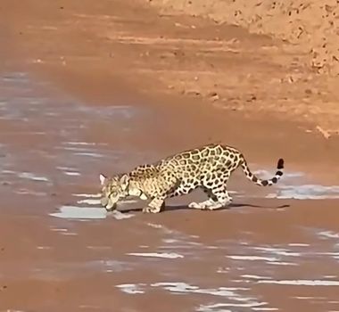 Imagem - Onça-pintada é flagrada em área de mata de Canaã dos Carajás