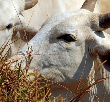 Imagem - Fim da cota faz carne brasileira pagar taxa pesada de 67% para entrar na China