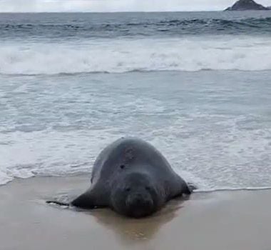 Imagem - Elefante-marinho atrai atenção de banhistas em praia do Rio