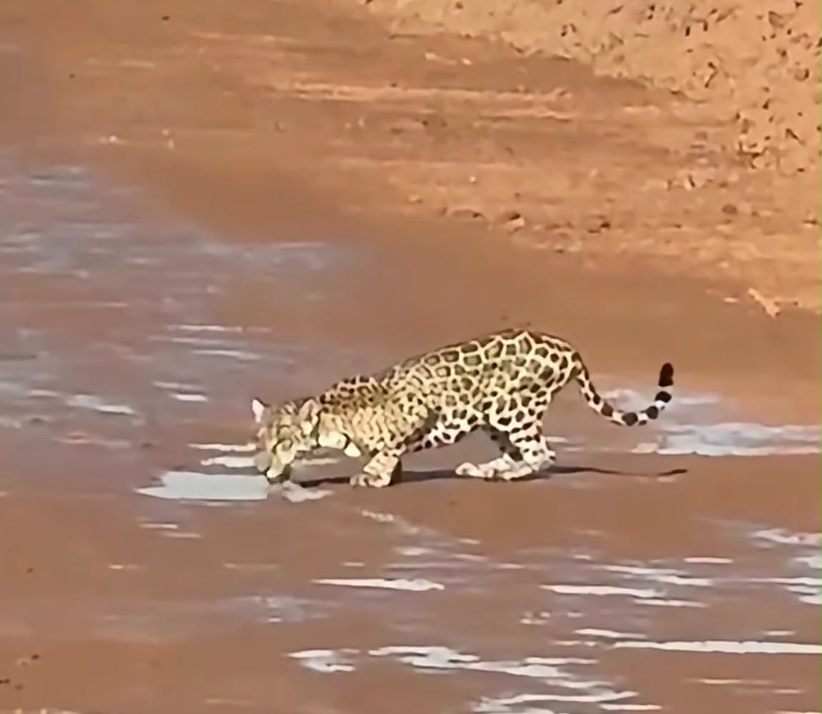 Animal foi registrado na região do Projeto Bacaba e chamou atenção ao parar para beber água antes de seguir pelo local.