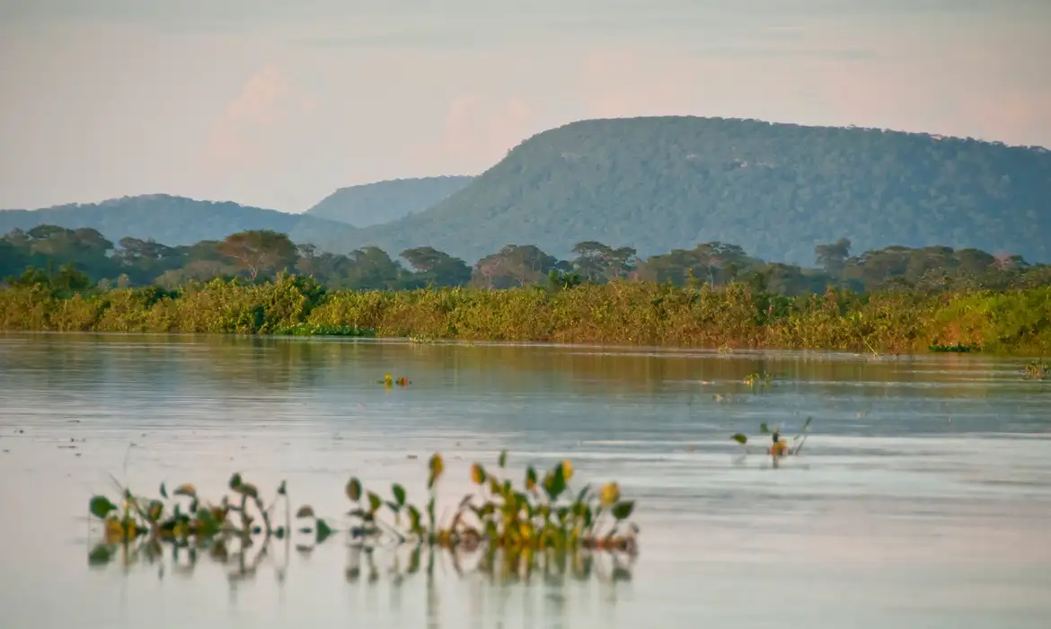 A destruição silenciosa da vegetação à beira dos rios que ameaça o futuro da água no Brasil