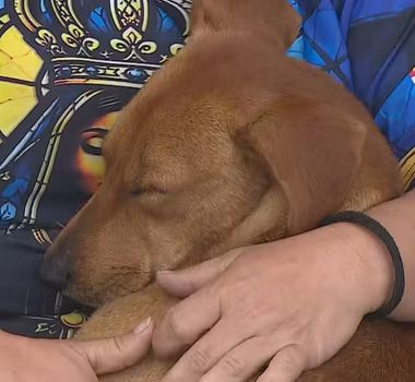 Imagem - Cachorro caramelo que acompanhava romeiros em SP é adotado durante peregrinação a Aparecida