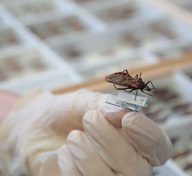 Imagem - Vigia de Nazaré registra quatro casos de doença de Chagas e intensifica fiscalização no comércio de açaí