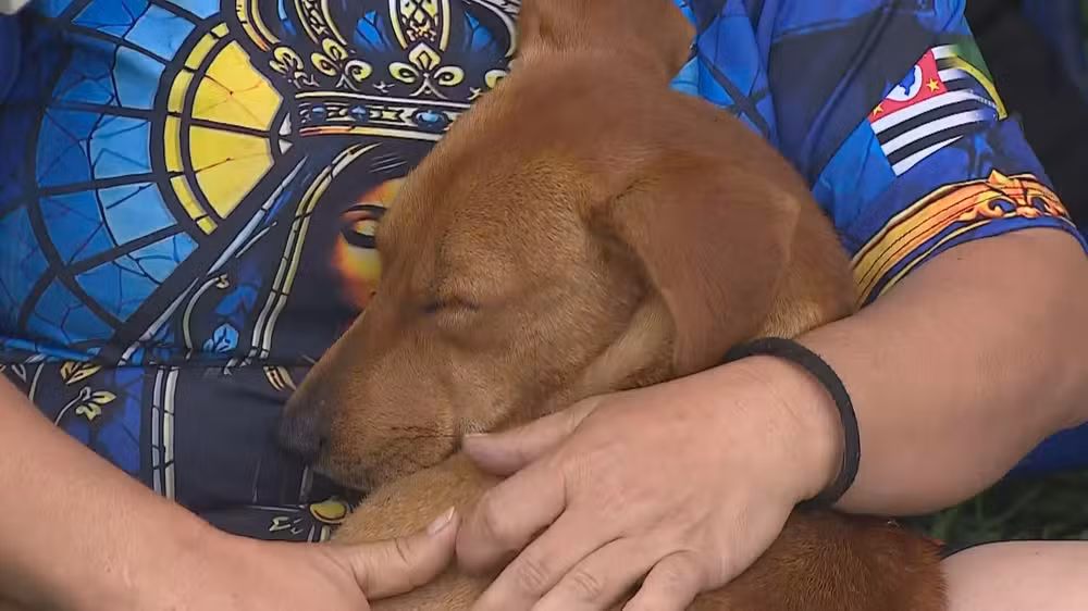 Batizado de Romeiro, o animal ganhou coleira, carinho e foi acolhido pela devota Beatriz.