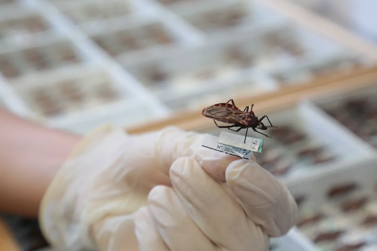 Doença de Chagas é causada pelo parasita Trypanosoma cruzi e transmitida, principalmente, pelas fezes do inseto conhecido como barbeiro.