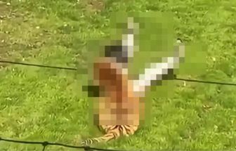 Homem morre após invadir recinto de tigres em parque de vida selvagem no Reino Unido