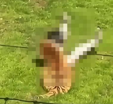 Imagem - Homem morre após invadir recinto de tigres em parque de vida selvagem no Reino Unido