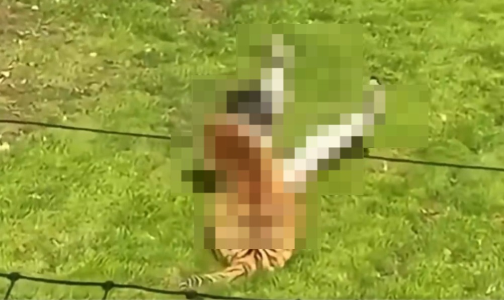 (Um homem morreu após entrar no recinto de tigres do Yorkshire Wildlife Park, parque de vida selvagem localizado no Reino Unido.)