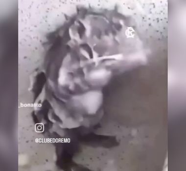 Imagem - Remo provoca Paysandu nas redes sociais após rival ficar sem acesso à Série B